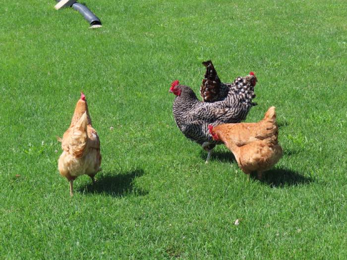 free-range-chicken-flock